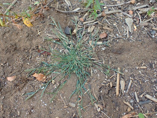 Sporobolus alopecuroides, 2026-09-13