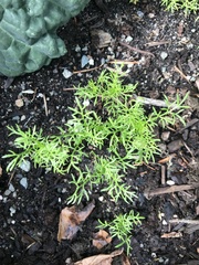 Matricaria