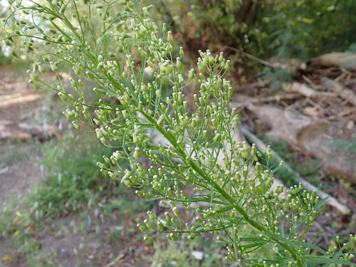 horseweed