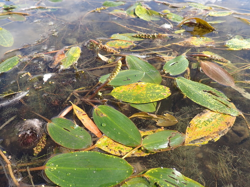 Longleaf Pondweed