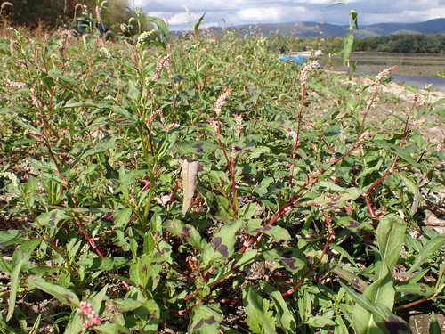 pale smartweed