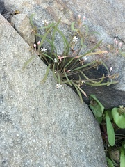Claytonia parviflora viridis