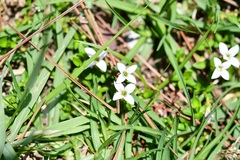Arcytophyllum serpyllaceum