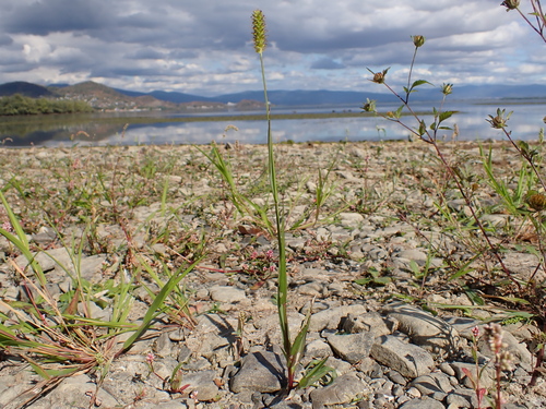 yellow foxtail