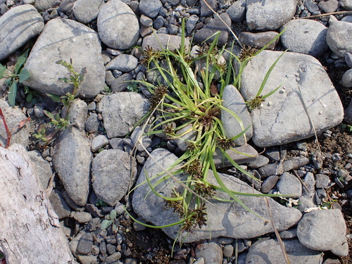 Brown Flatsedge