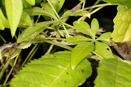 Lycodon subannulatus, 2026-08-20