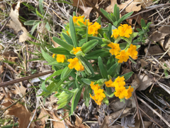 Lithospermum canescens