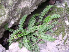 Asplenium trichomanes inexpectans