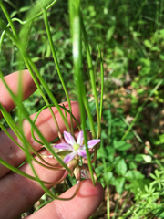 Allium canadense canadense