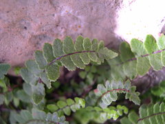 Asplenium trichomanes inexpectans