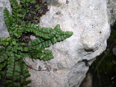 Asplenium trichomanes inexpectans