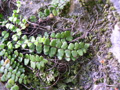 Asplenium trichomanes inexpectans