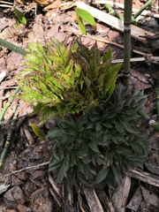 Angelica ursina