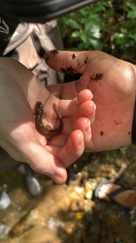 Red Salamander
