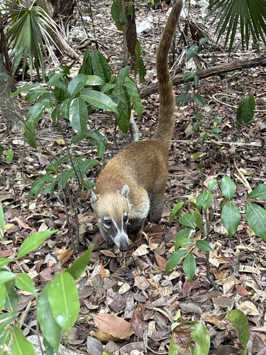 White-nosed Coati observed by abbyhyde