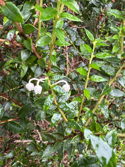 Gaultheria mucronata, photograph (c) Rosy Thomson, some rights reserved (CC BY)