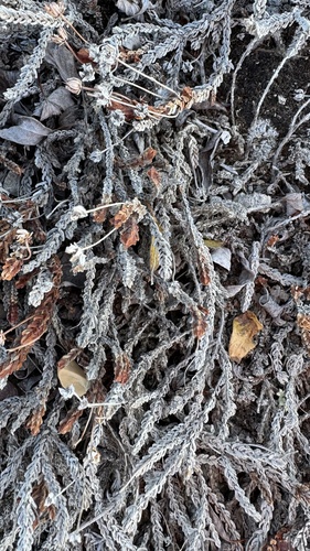 Cassiope tetragona, photograph 5