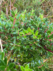 Gaultheria mucronata, photograph (c) Rosy Thomson, some rights reserved (CC BY)