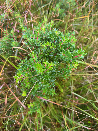 Gaultheria mucronata, photograph 4