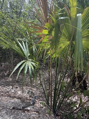 Sabal yapa