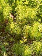 Equisetum telmateia