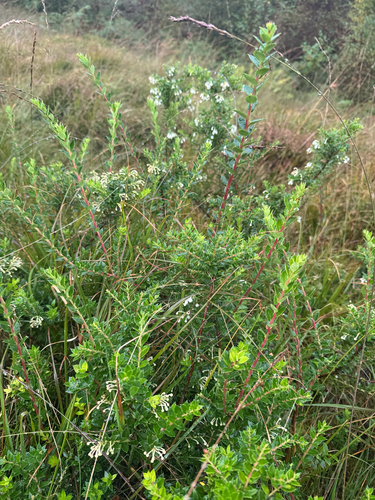 Gaultheria mucronata, photograph 2