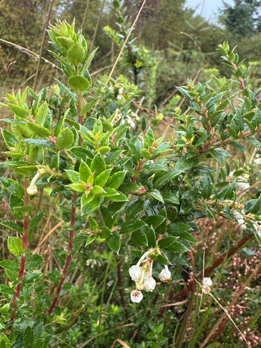 Gaultheria mucronata, photograph 3
