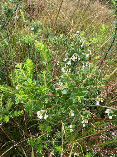 Gaultheria mucronata, photograph 1