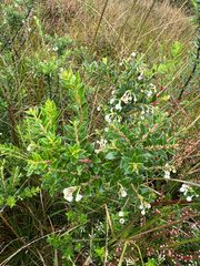 Gaultheria mucronata, photograph (c) Rosy Thomson, some rights reserved (CC BY)