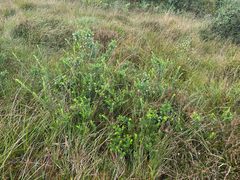 Gaultheria mucronata
