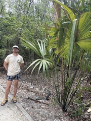 Sabal yapa, photograph (c) Abby Hyde, some rights reserved (CC BY)