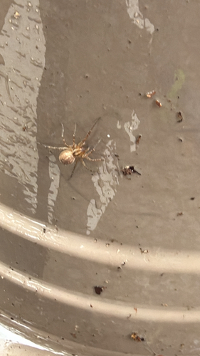 Grass Spiders