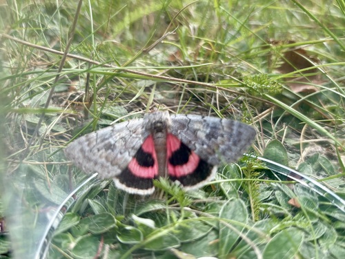 Pink Underwing