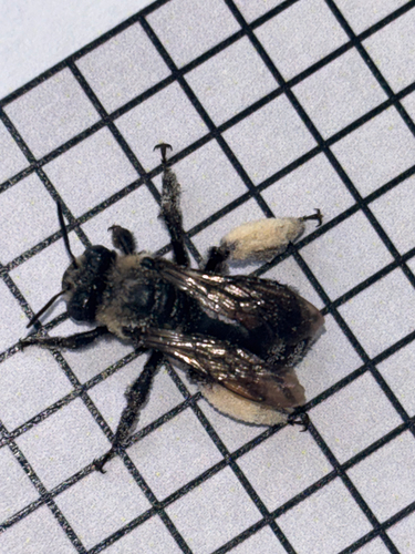 Eastern Thistle Longhorn Bee