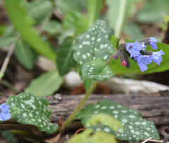 Pulmonaria officinalis