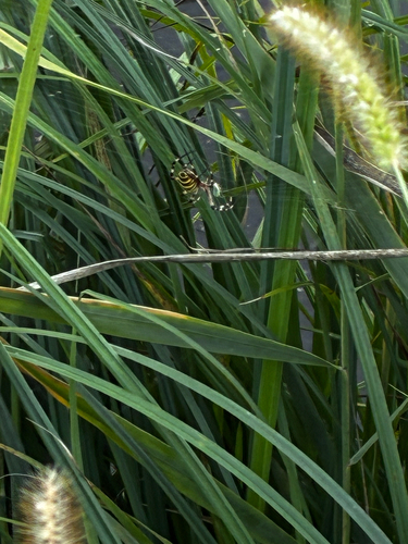 Wasp Spider