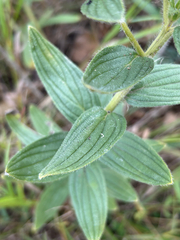 (c) scottj800, some rights reserved (CC BY) Lithospermum occidentale, photograph (c) scottj800, some rights reserved (CC BY)