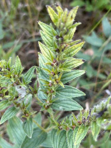 Lithospermum occidentale, photograph 2