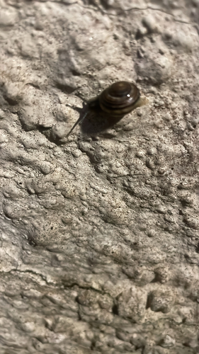 Cepaea