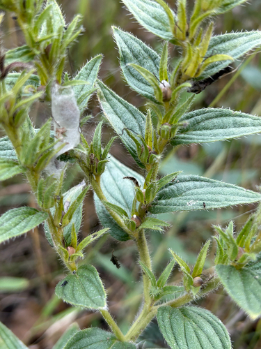 Lithospermum occidentale, photograph 4