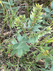 Lithospermum occidentale