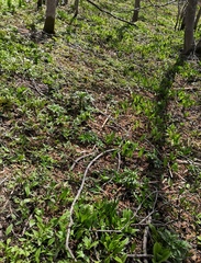 Allium ochotense
