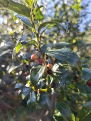 Rhamnus prinoides, photograph (c) douglaseustonbrown, some rights reserved (CC BY-SA)
