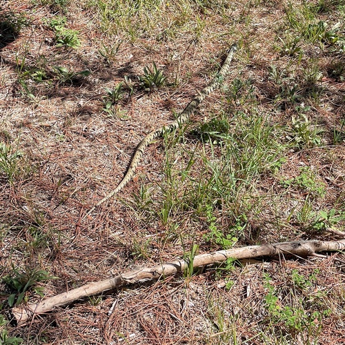 Barred Grass Snake