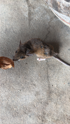 Eastern Deermouse
