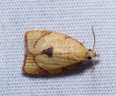Cenopis mesospila
