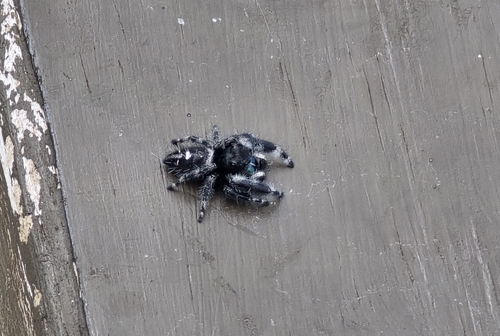 Bold Jumping Spider