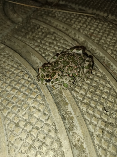 Green Toad