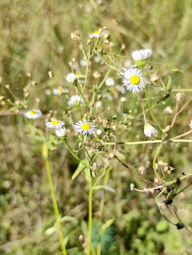 annual fleabane