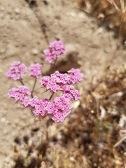 Chorizanthe douglasii